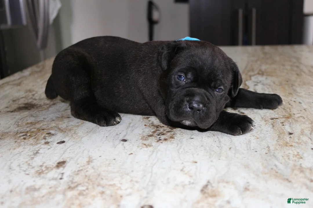 Cane Corso dogs for sale: Blue - Ad 1