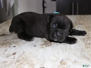 Cane Corso dogs Blue - Ad 30