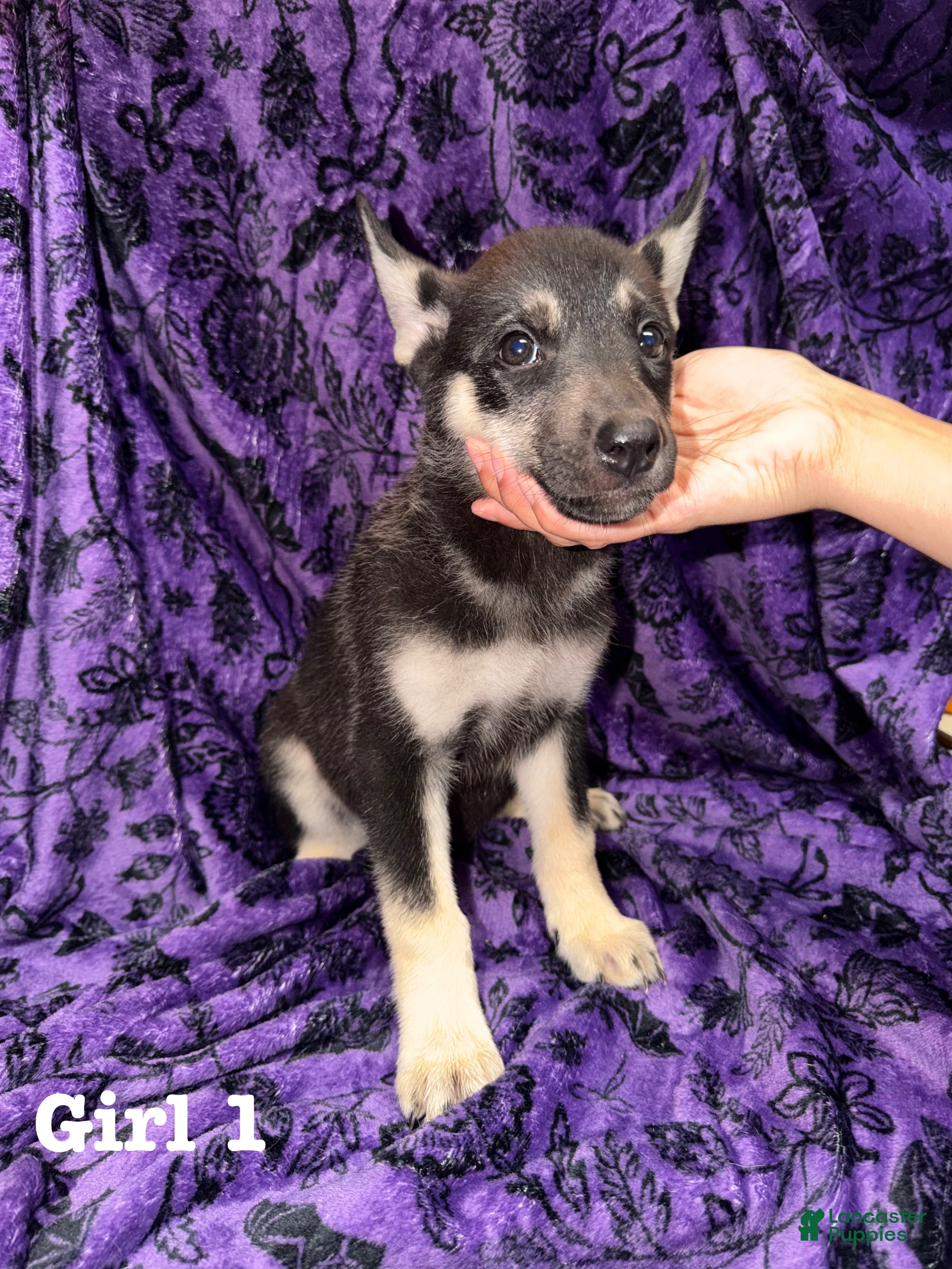 Mixed Breed dogs for sale: Girl 1 - Ad 33