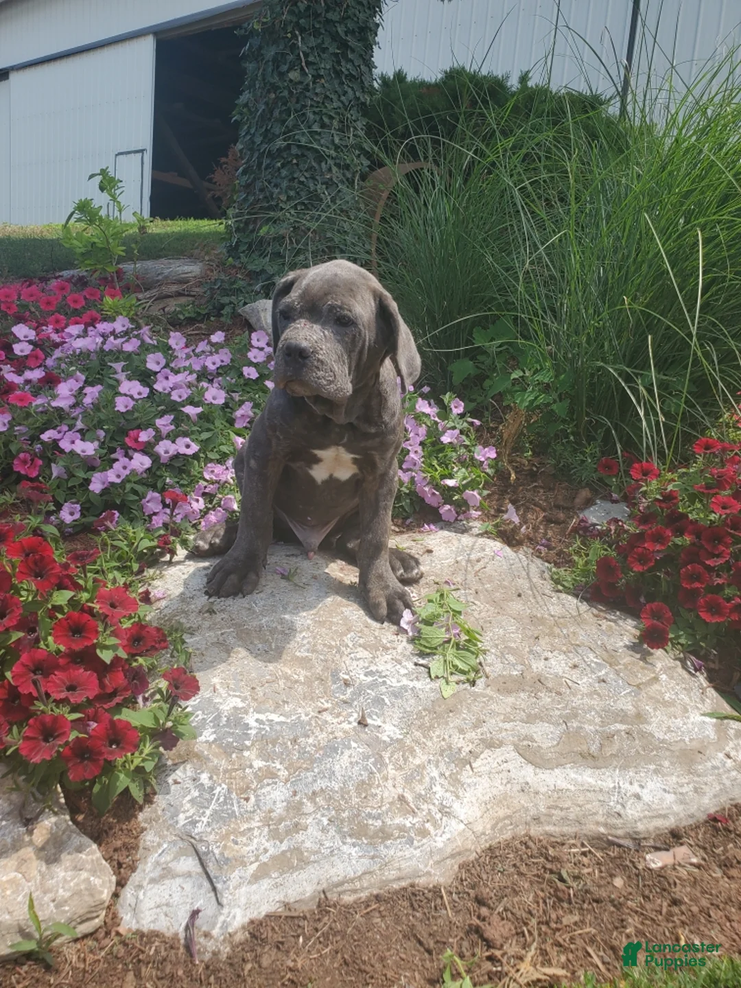 Cane Corso dogs for sale: Rollie - Ad 1