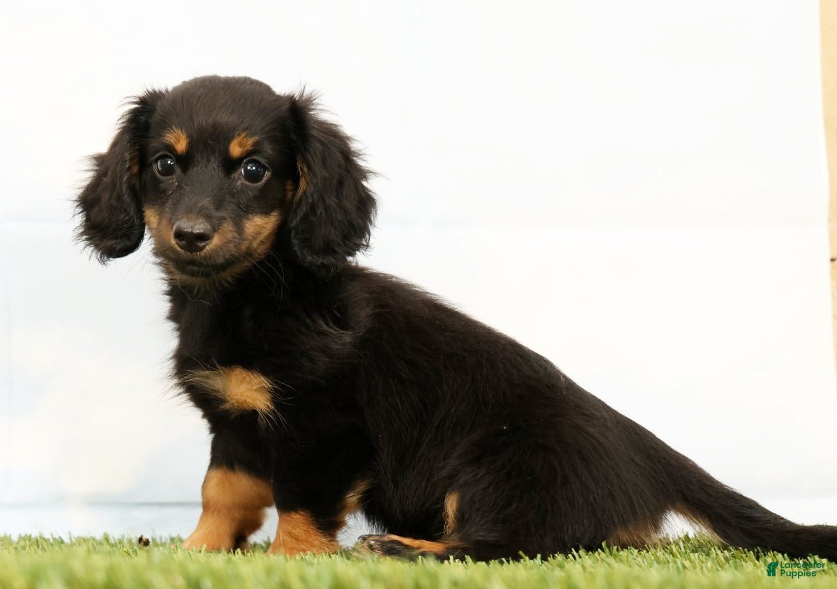 Miniature Dachshund dogs Nya - Ad 2