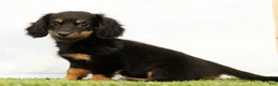 Miniature Dachshund dogs for sale: Nya - Ad 2