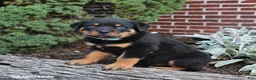 Rottweiler dogs for sale: Bear - Ad 3