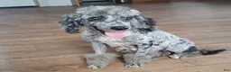 Cavapoo dogs for sale: Karson - Ad 6