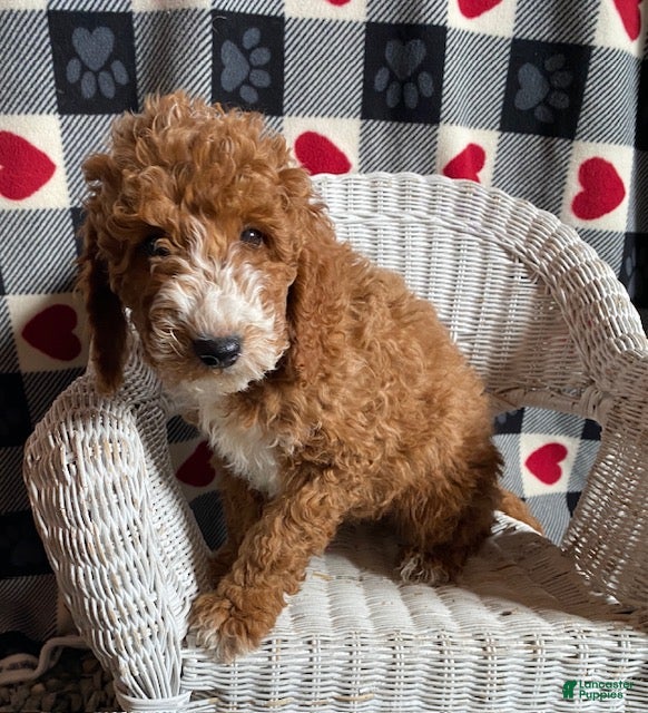 Mini Goldendoodle dogs Captain - Ad 15
