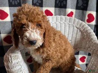 Mini Goldendoodle dogs Captain - Ad 15