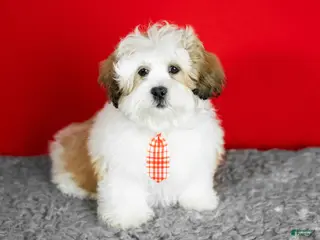 Teddy Bear dogs milo - Ad 37