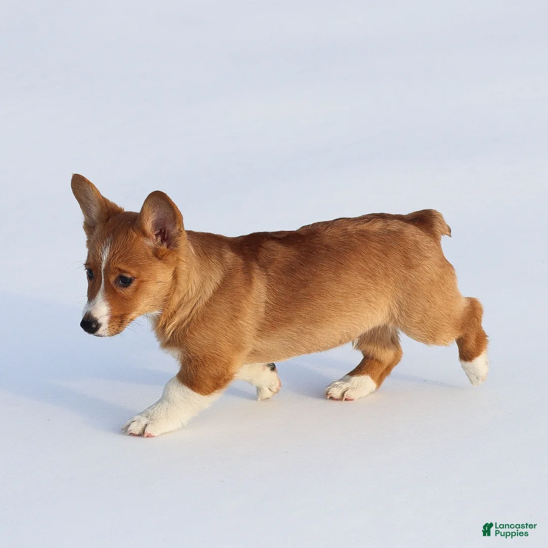 Welsh Corgi Pembroke dogs for sale: Kyler Welsh Corgi Pembroke - Ad 6