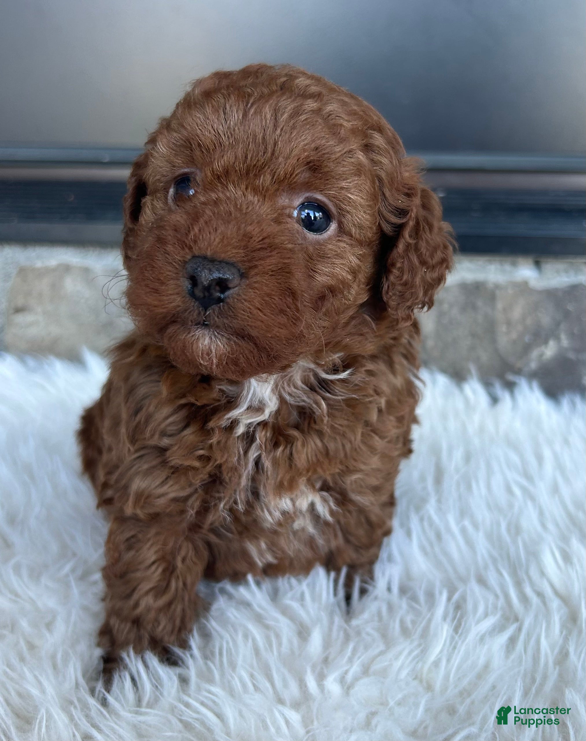 Toy Poodle dogs for sale: Rubble - Ad 1