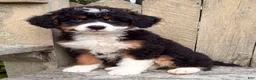 Mini Bernedoodle dogs for sale: 💛IN BOSTON MASSACHUSETTS AREA💛TRADITIONAL TRI COLOR💛MINI BERNEDOODLE BOY💛 - Ad 4