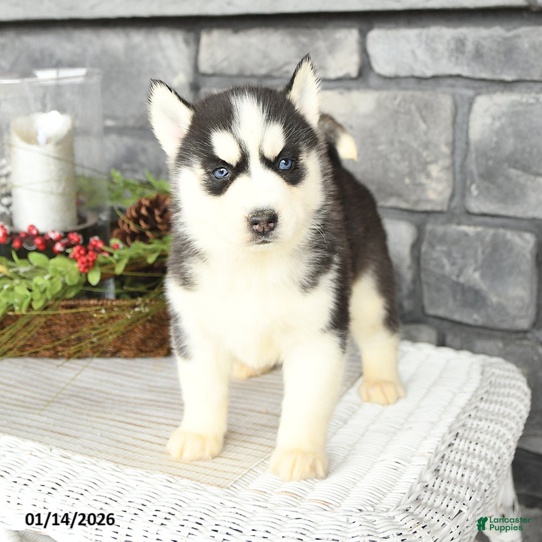 Siberian Husky dogs for sale: Libby - Ad 3