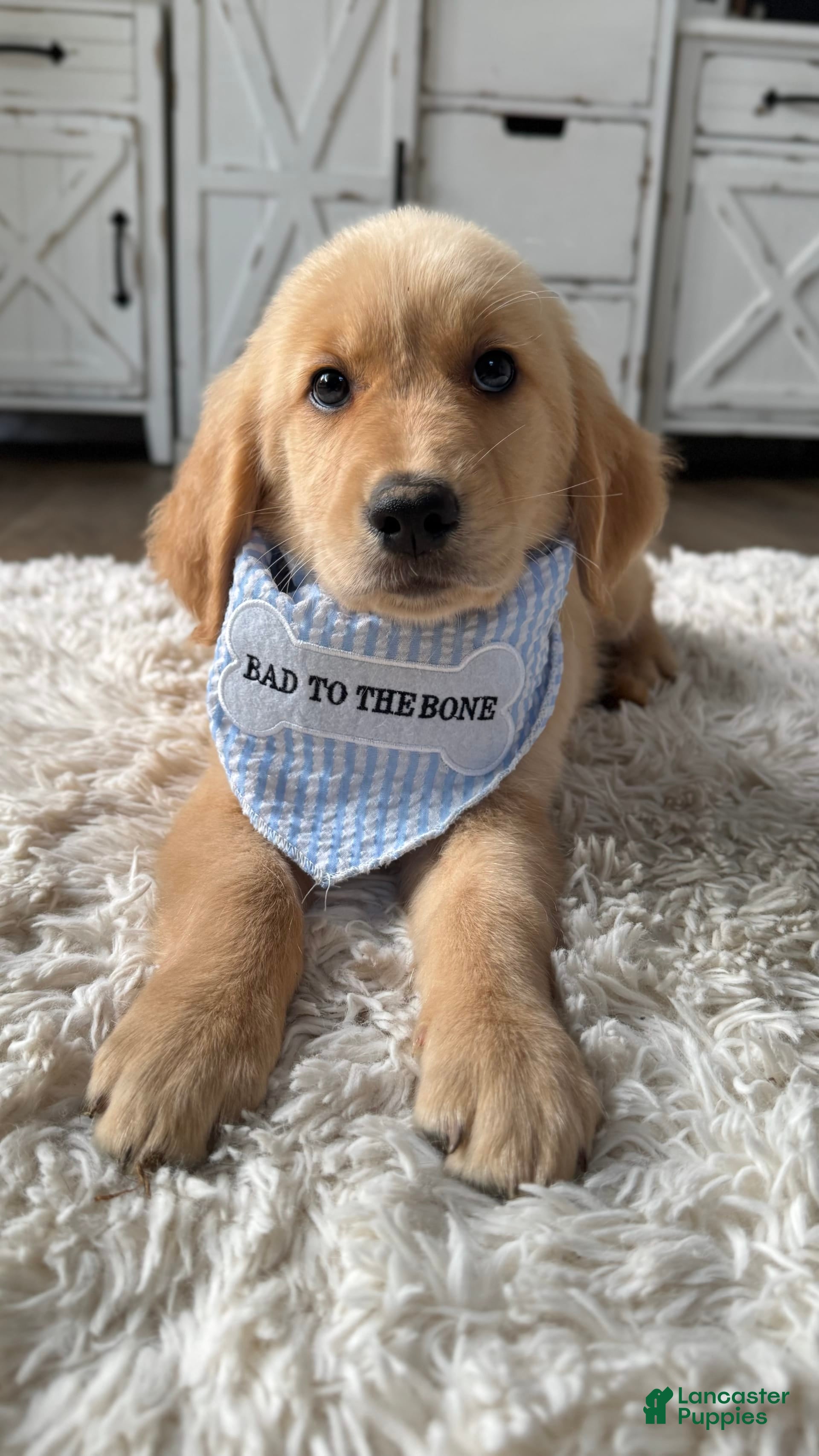 Golden Retriever dogs Cooper - Ad 2