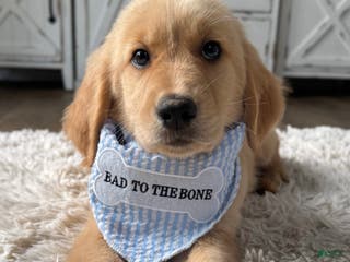 Golden Retriever dogs Cooper - Ad 23