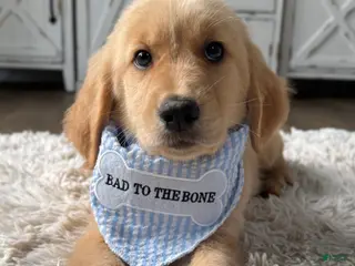 Golden Retriever dogs Cooper - Ad 25