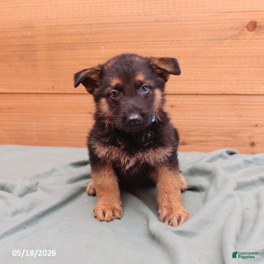 German Shepherd dogs General - Ad 1