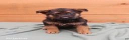 German Shepherd dogs for sale: General - Ad 1