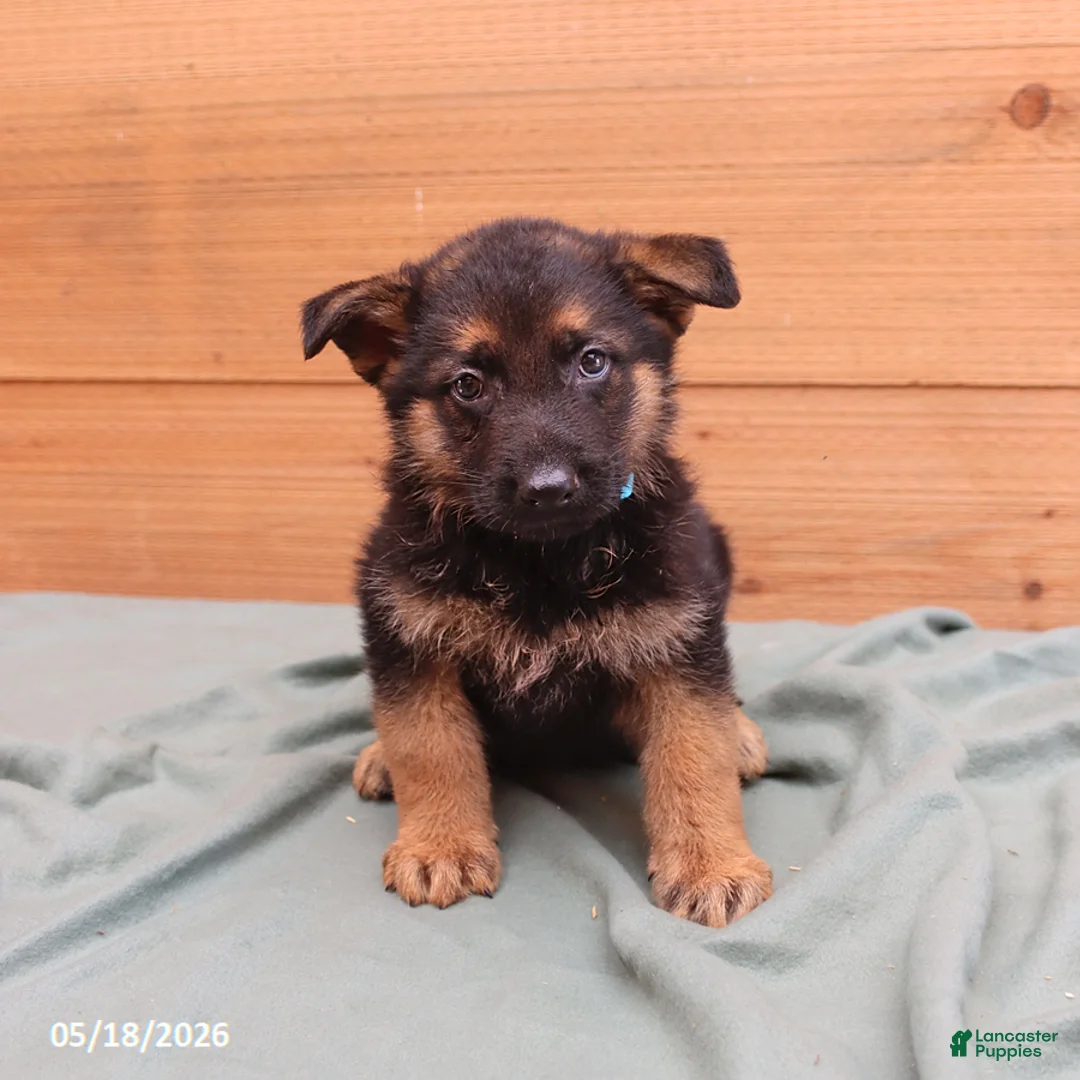 German Shepherd dogs for sale: General - Ad 1