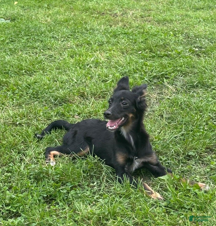 Mixed Breed dogs Mixed Breed 1 - Ad 2