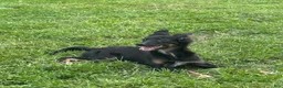 Mixed Breed dogs for sale: Mixed Breed 1 - Ad 2