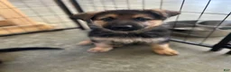 German Shepherd dogs for sale: Patriot - Ad 6