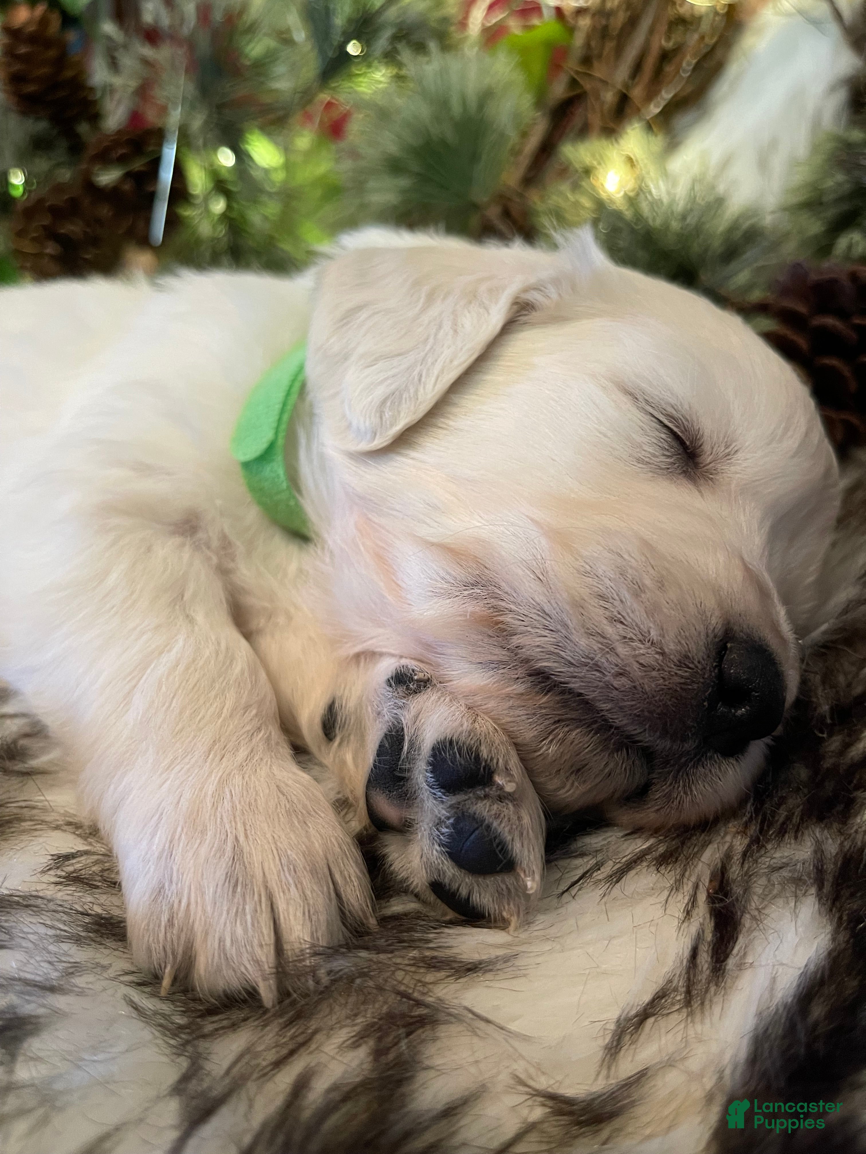 Golden Retriever dogs Martin - Ad 2