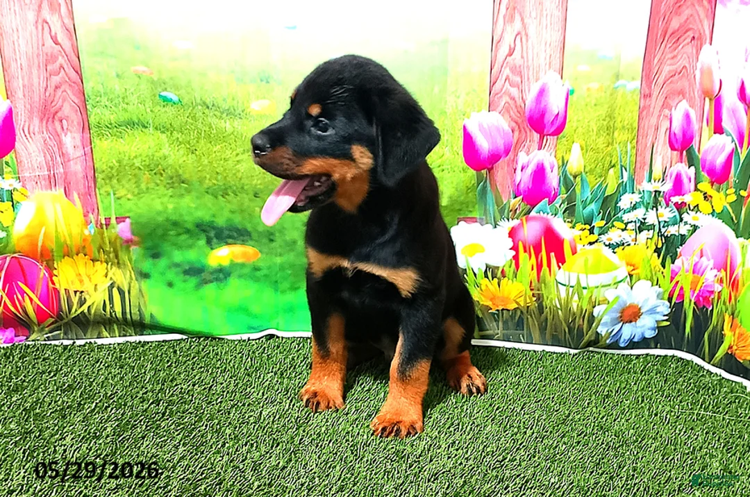 Rottweiler dogs for sale: Bella - Ad 4