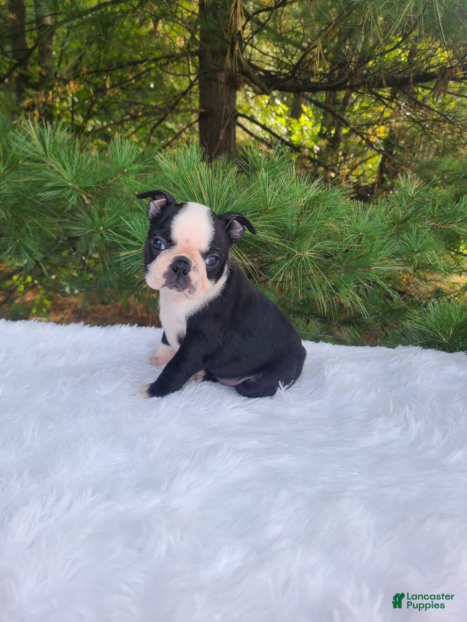 Boston Terrier dogs Pepsi - Ad 1