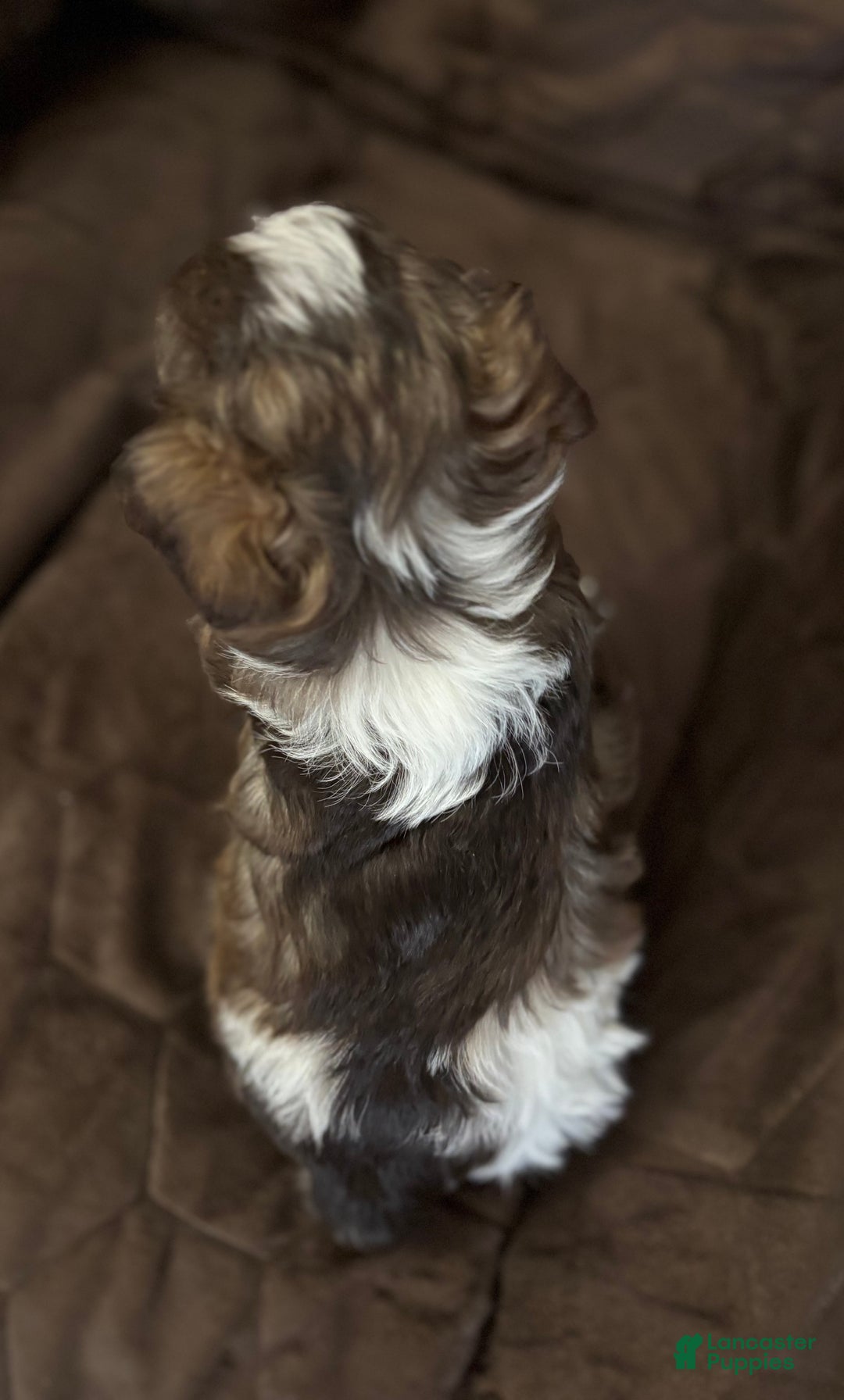 Miniature Schnauzer dogs for sale: Miniature Schnauzer Puppy 3 - Ad 5