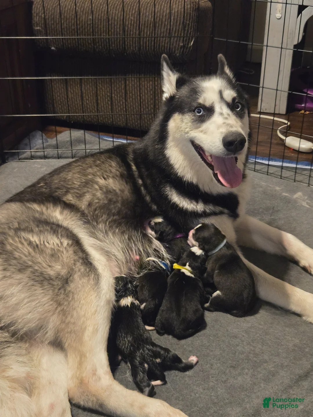 Siberian Husky dogs for sale: Nyx - Ad 8