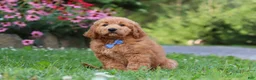 Goldendoodle dogs for sale: Theo - Ad 3