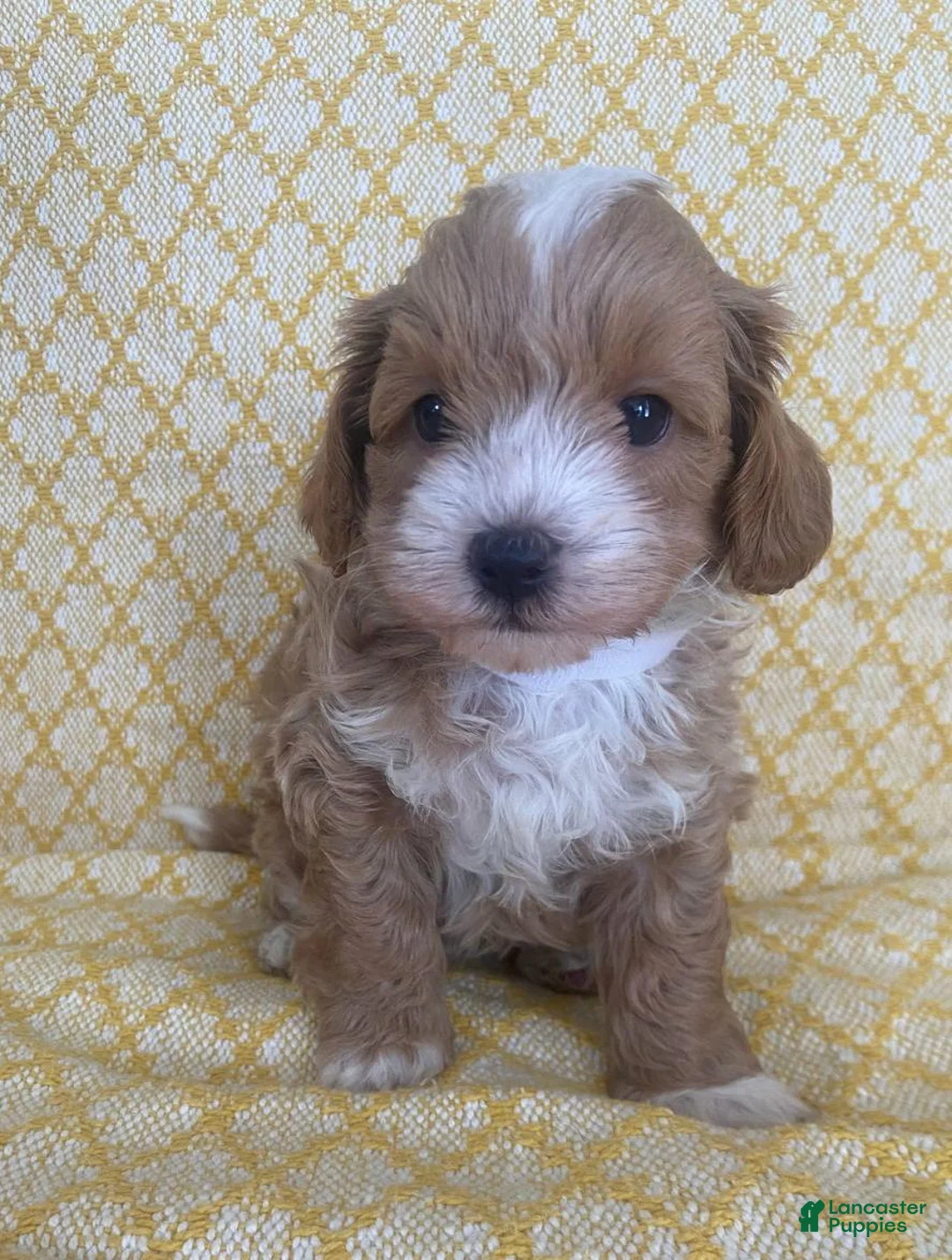 Maltipoo dogs for sale: Mike - Ad 9