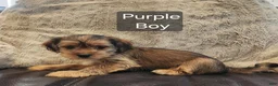 Shorkie dogs for sale: Shorkie 1 - Ad 1