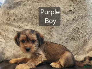 Shorkie dogs Shorkie 1 - Ad 14