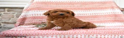 Cockapoo dogs for sale: Mitch - Ad 2