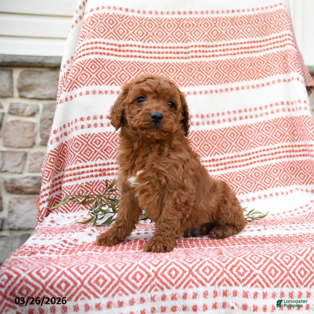 Cockapoo dogs for sale: Mitch - Ad 2