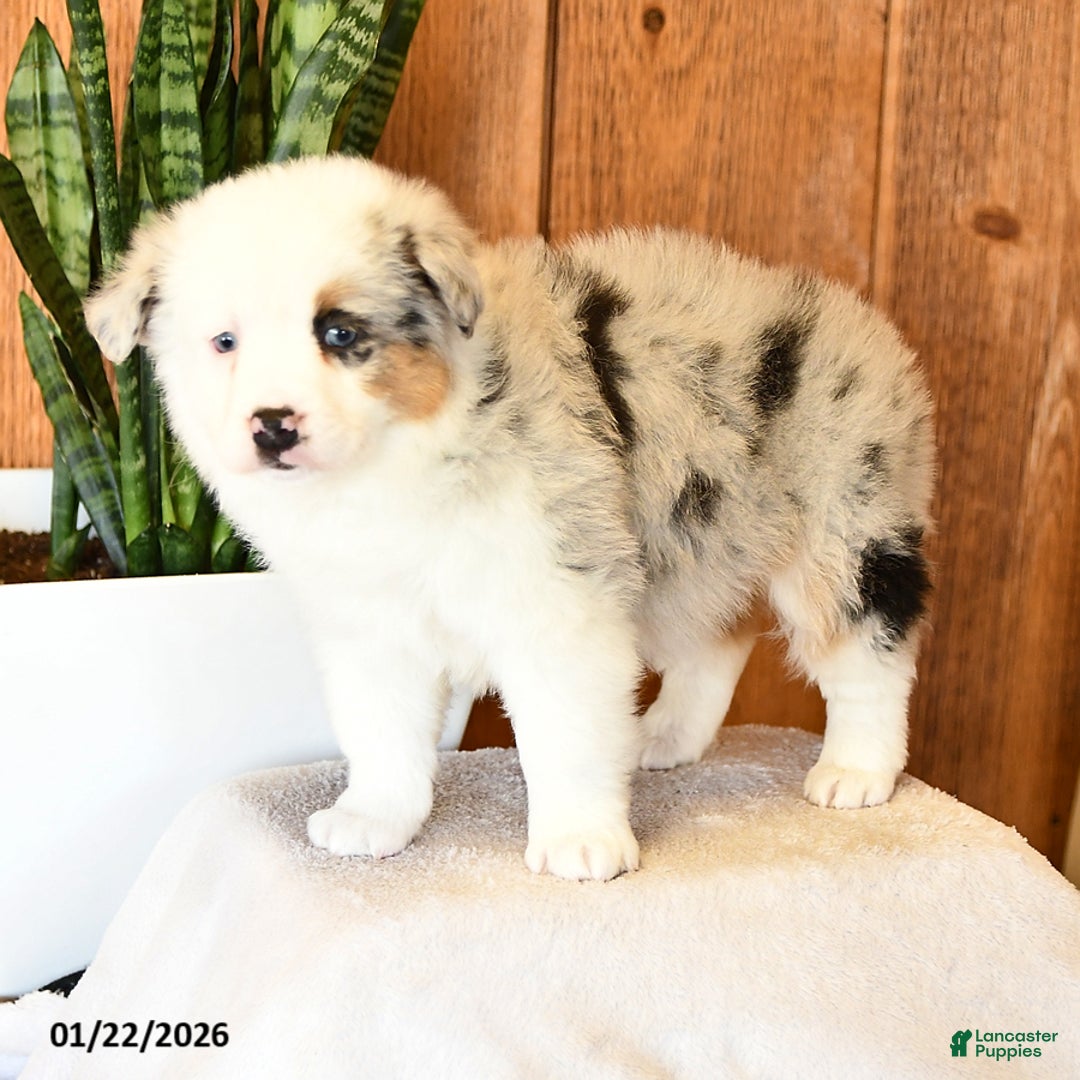 Miniature Australian Shepherd dogs for sale: Lucy - Ad 4