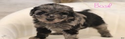 Mini Aussiedoodle dogs for sale: Basil - Ad 4