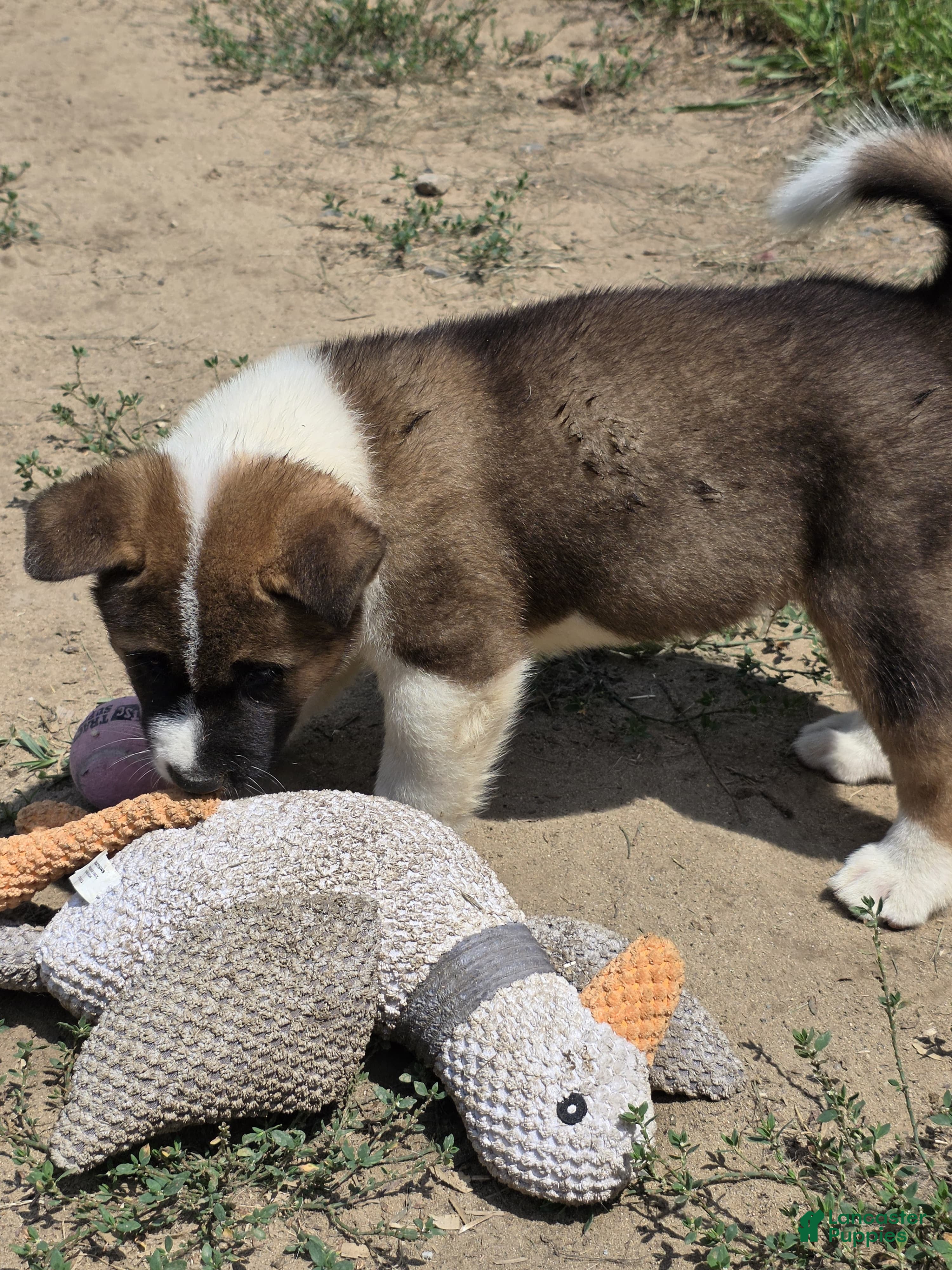 Akita dogs Leo  - Ad 2