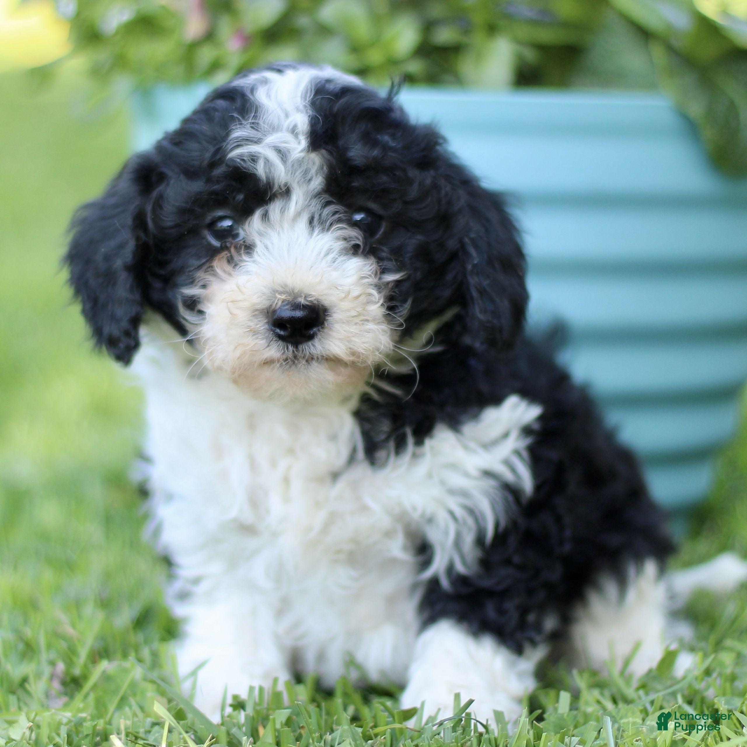 Cavapoo dogs for sale: Lucas  - Ad 1