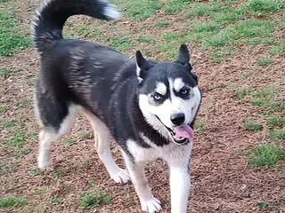 Siberian Husky dogs Mandy - Ad 1