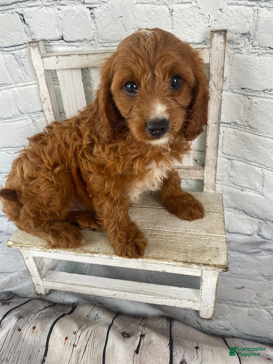 Cavapoo dogs for sale: Max - Ad 1
