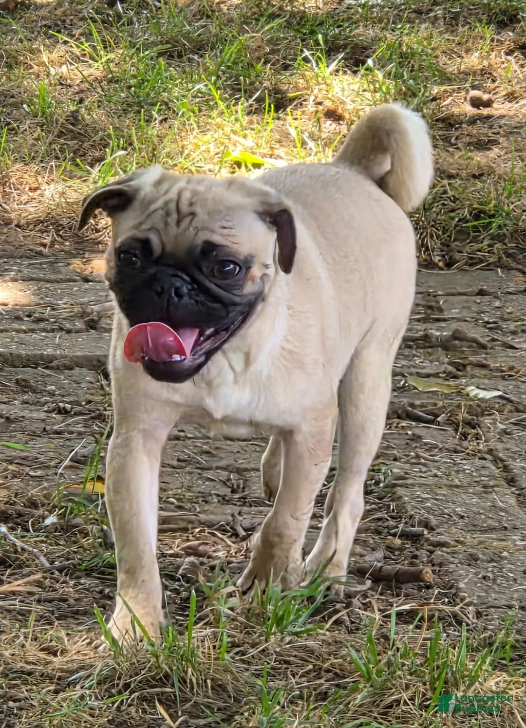 Pug dogs for sale: Charlie  - Ad 1