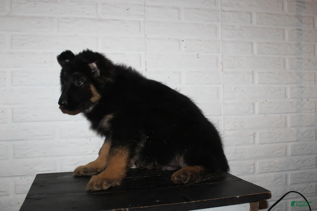 German Shepherd dogs for sale: Everest - Ad 3