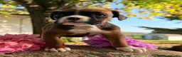 Boxer dogs for sale: Ziva Female AKC Boxer - Ad 4