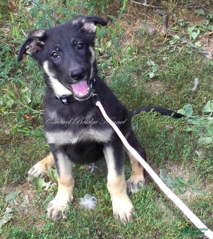 German Shepherd dogs Diesel - Ad 31