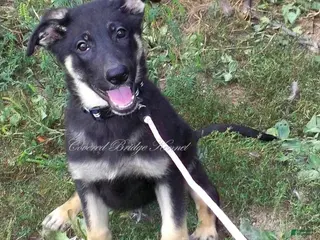 German Shepherd dogs Diesel - Ad 31