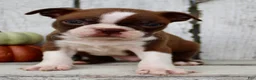 Boston Terrier dogs for sale: Raptor Male AKC Boston Terrier - Ad 3