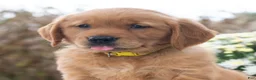 Golden Retriever dogs for sale: Gloria  - Ad 4