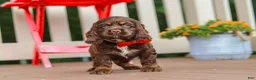 Cocker Spaniel dogs for sale: Asher - Ad 5
