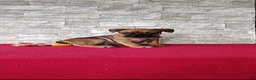 Mixed Breed dogs for sale: Brock - Ad 2